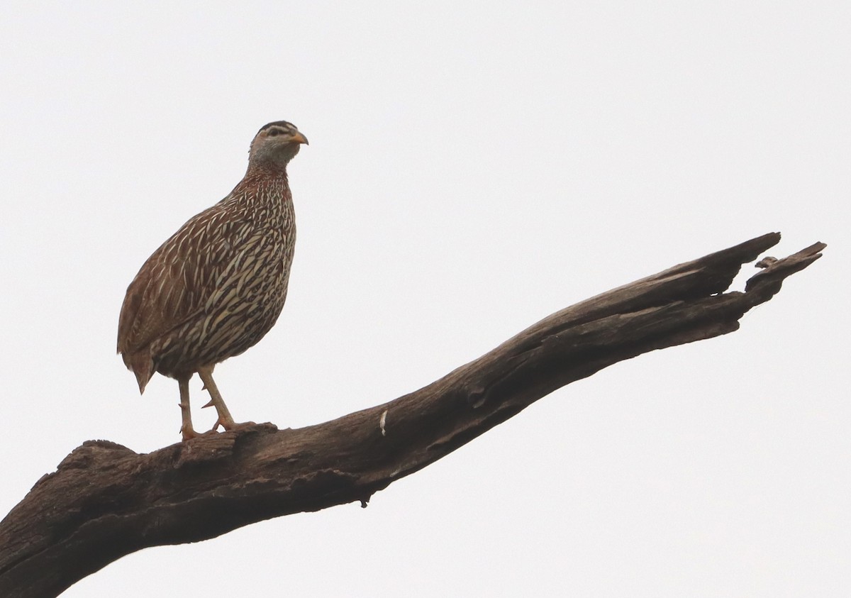 Double-spurred Spurfowl - ML646894520