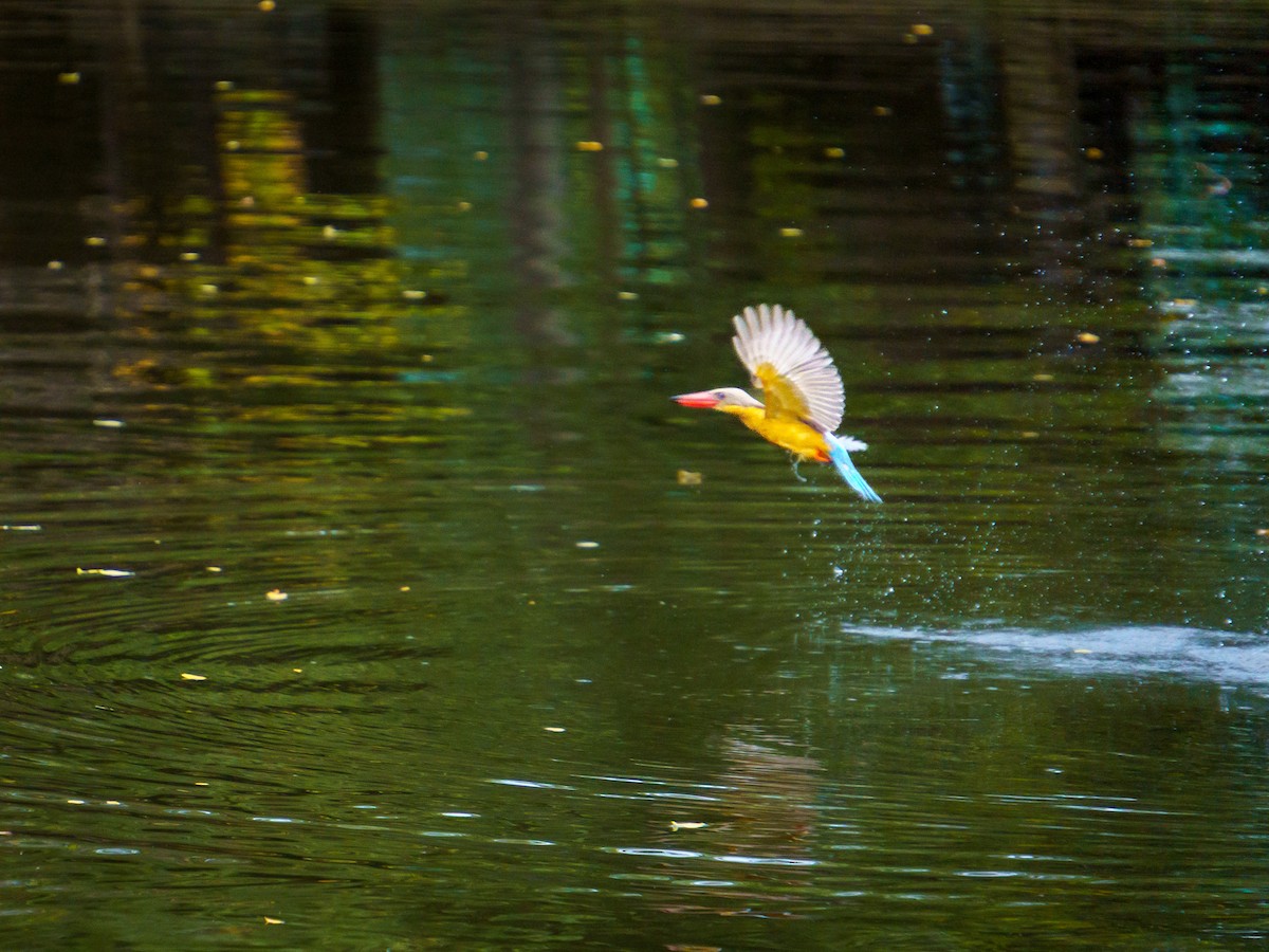 Аистоклювый гуриал - ML646894521