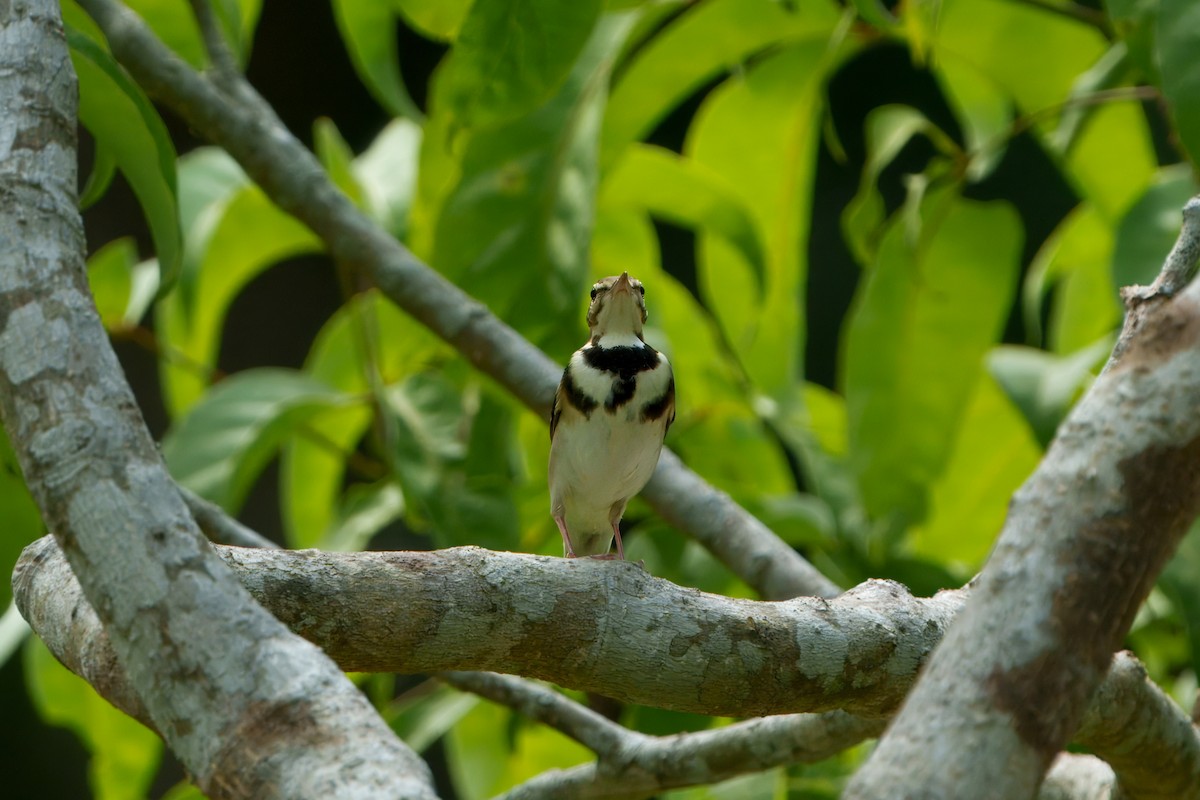 Lavandera Forestal - ML646894527