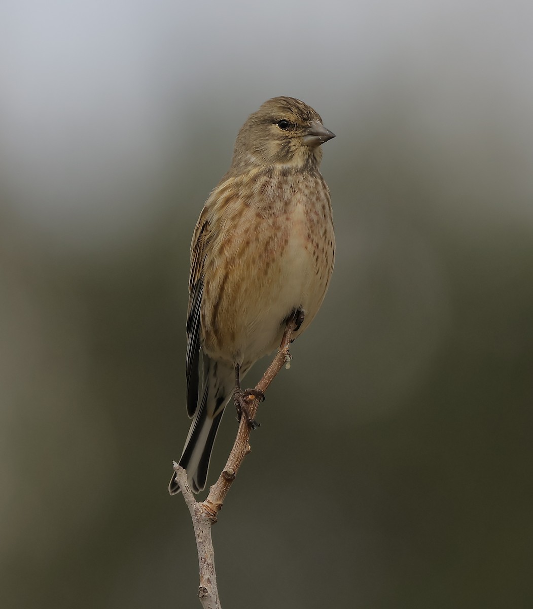 Eurasian Linnet - ML646894528