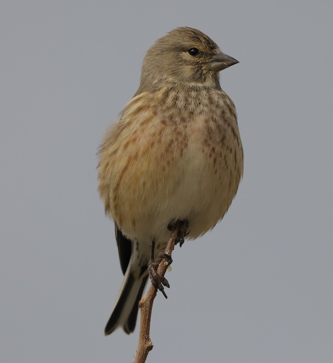 Eurasian Linnet - ML646894529