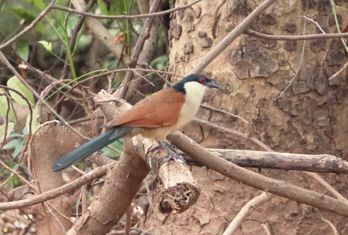 Senegal Coucal - ML646894532