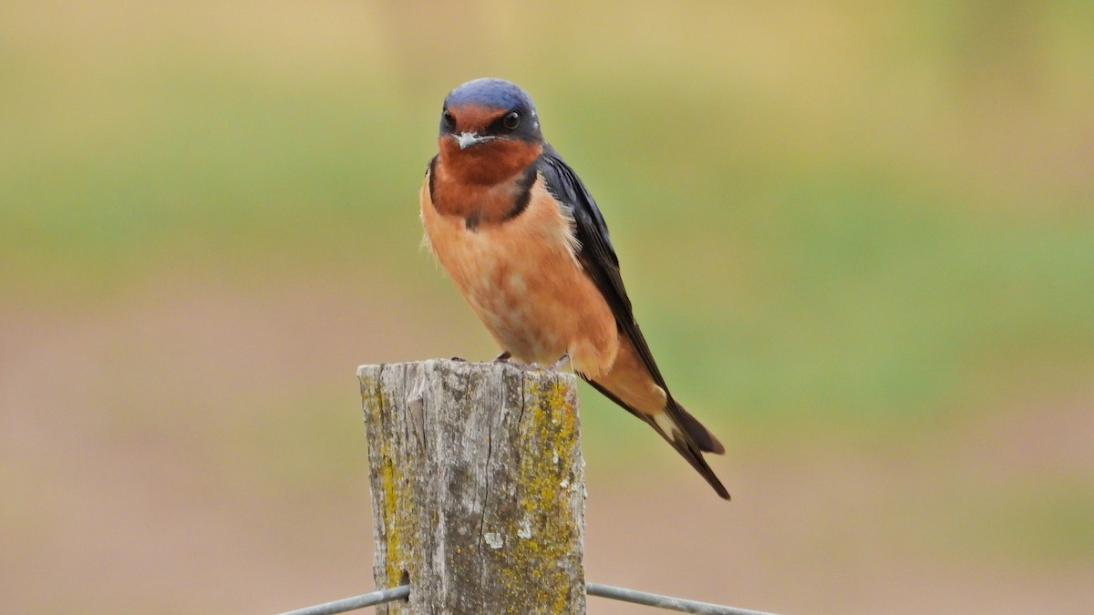 Rauchschwalbe - ML646894533