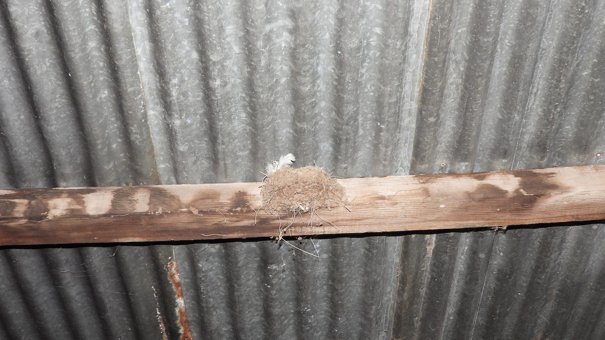 Rauchschwalbe - ML646894534