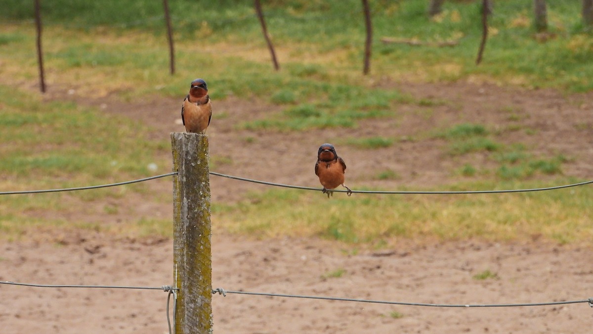 Rauchschwalbe - ML646894535