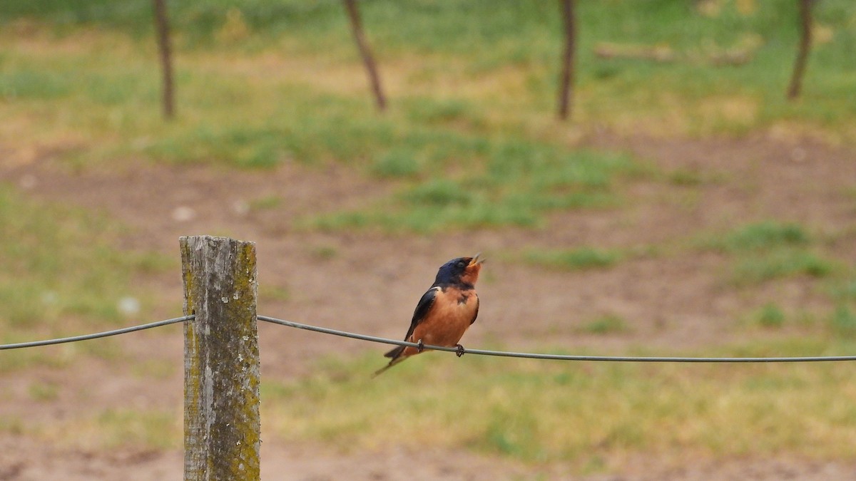 Rauchschwalbe - ML646894536