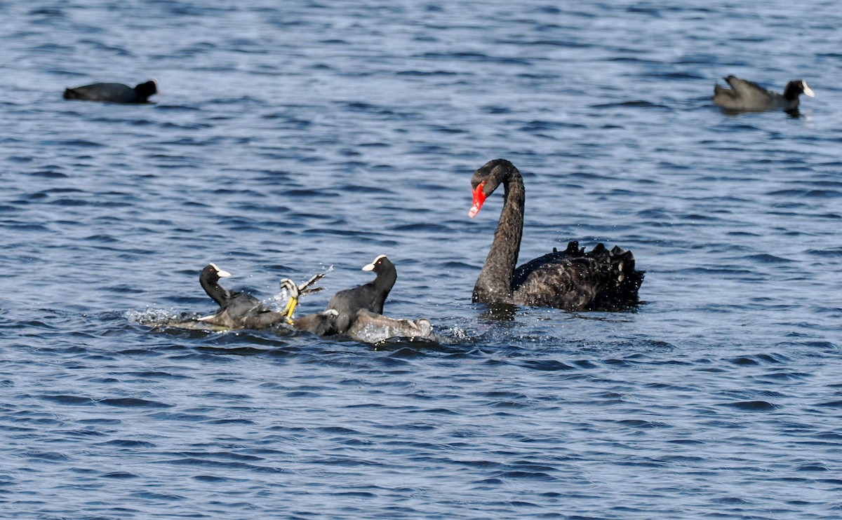 Eurasian Coot - ML646894537
