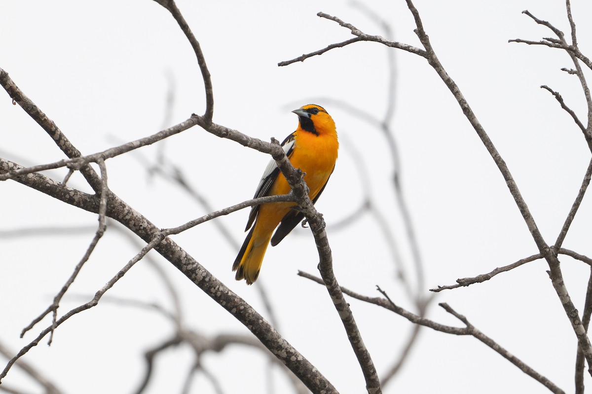 Bullock's Oriole - ML646894538
