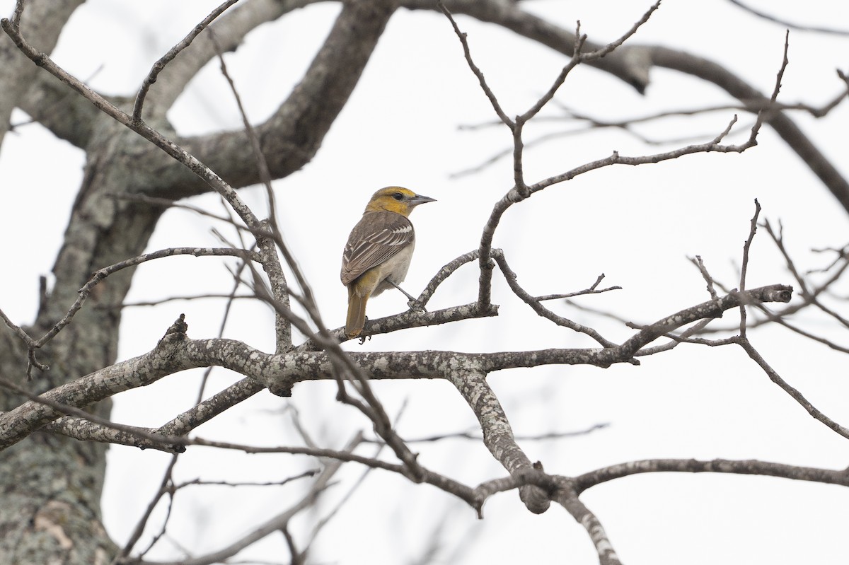 Bullock's Oriole - ML646894539