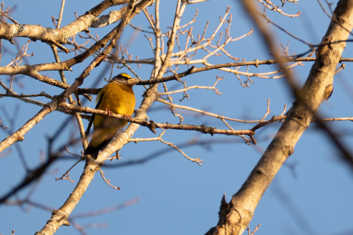 Evening Grosbeak - ML646894541