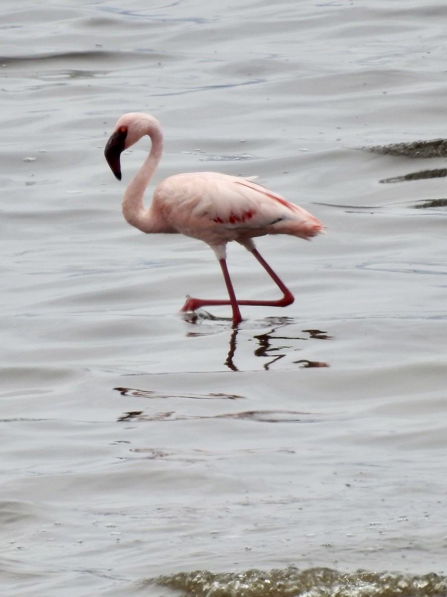 פלמינגו זוטר - ML646894542