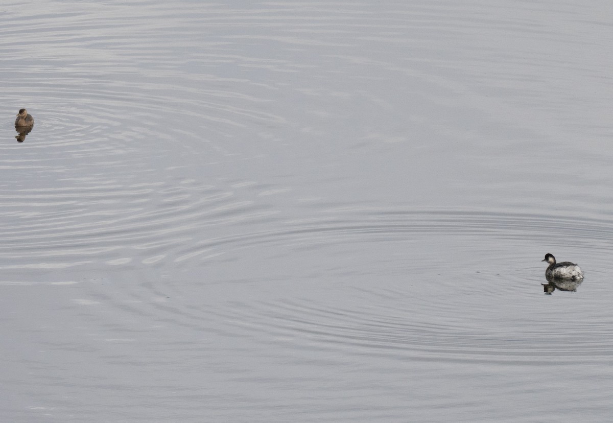 Eared Grebe - ML646894544