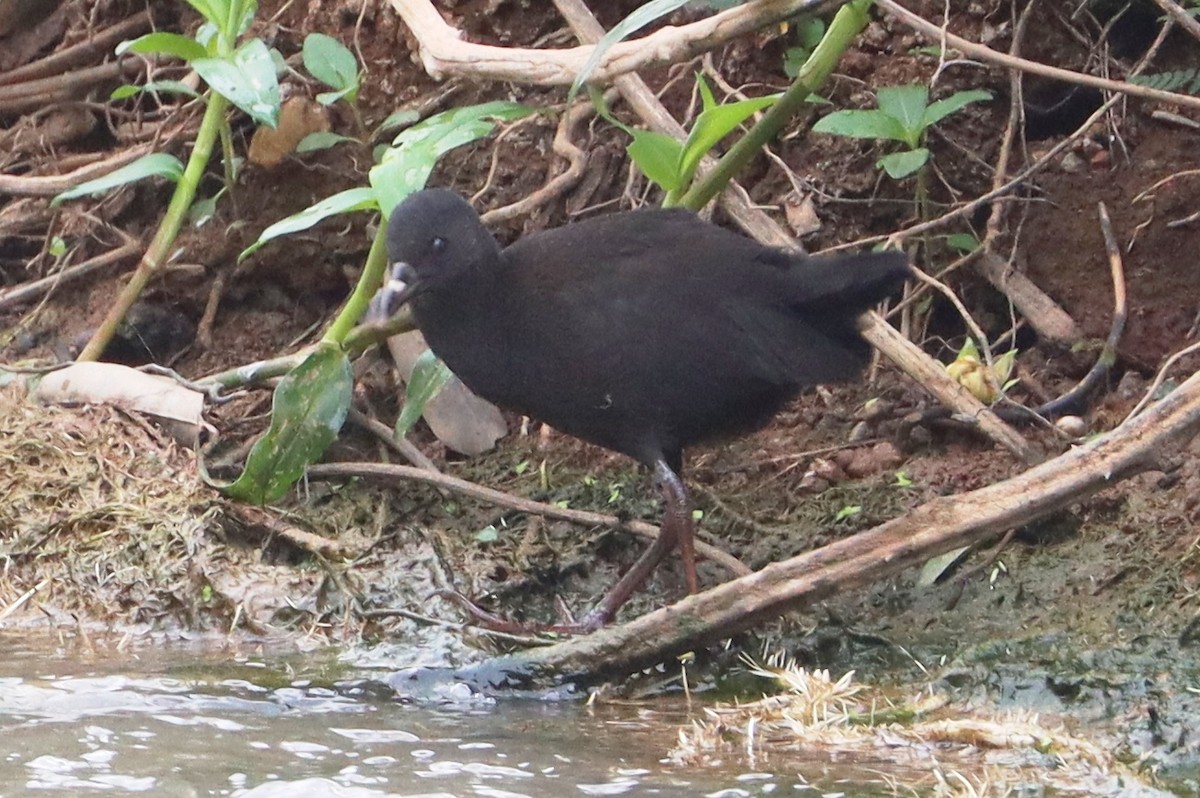 Black Crake - ML646894547