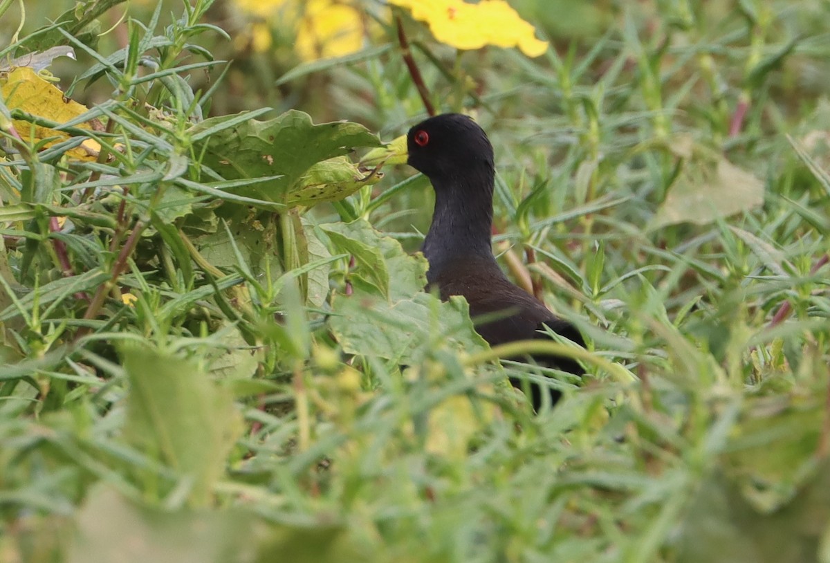 Black Crake - ML646894548