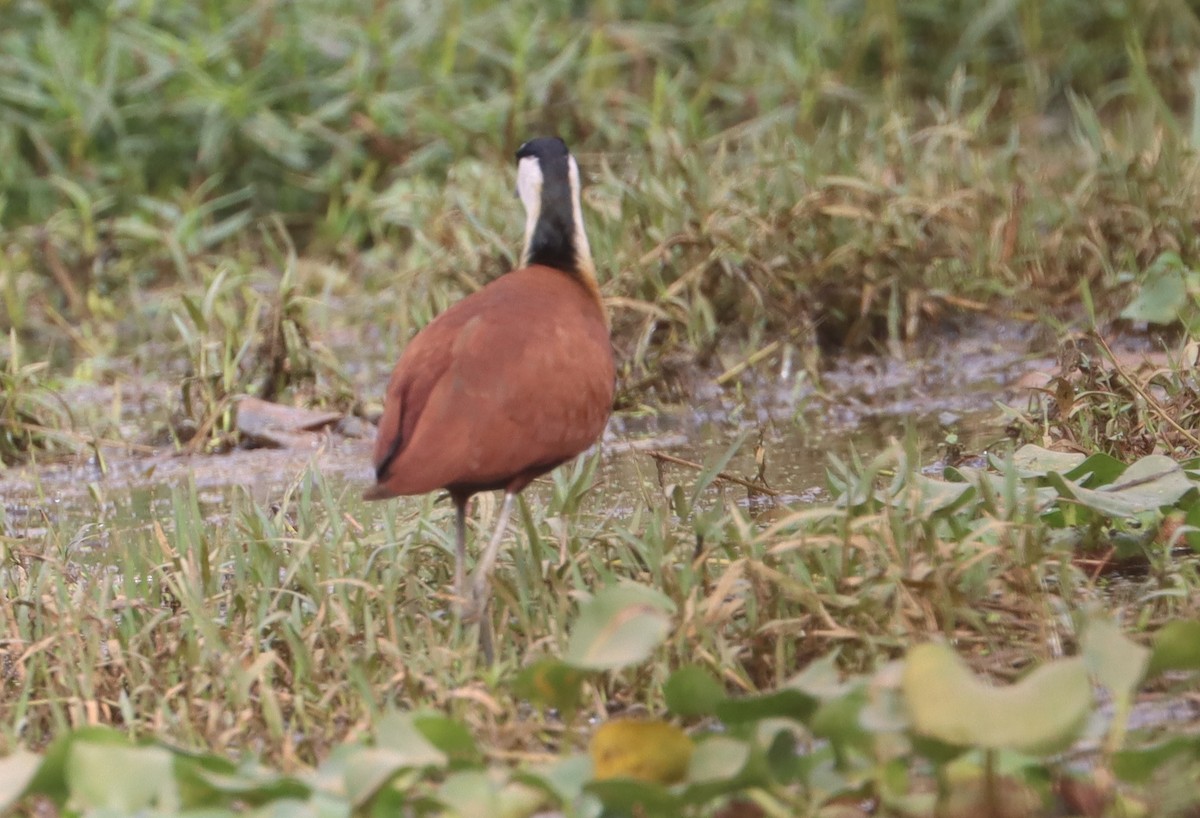 African Jacana - ML646894552