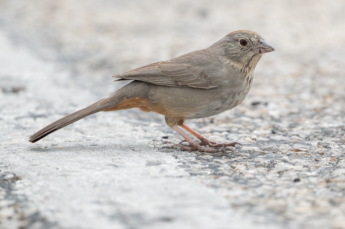 Canyon Towhee - ML646894553