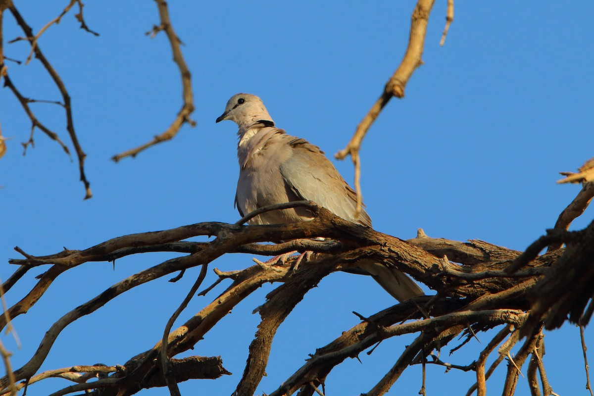 Tourterelle du Cap - ML646894554