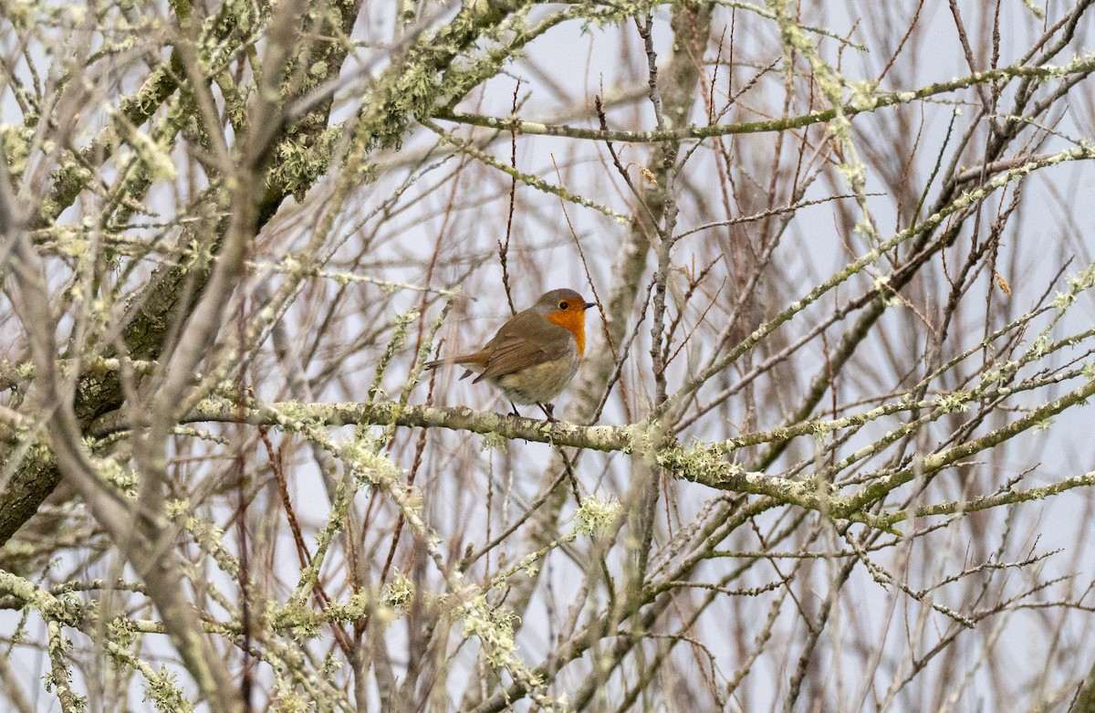European Robin - ML646894555
