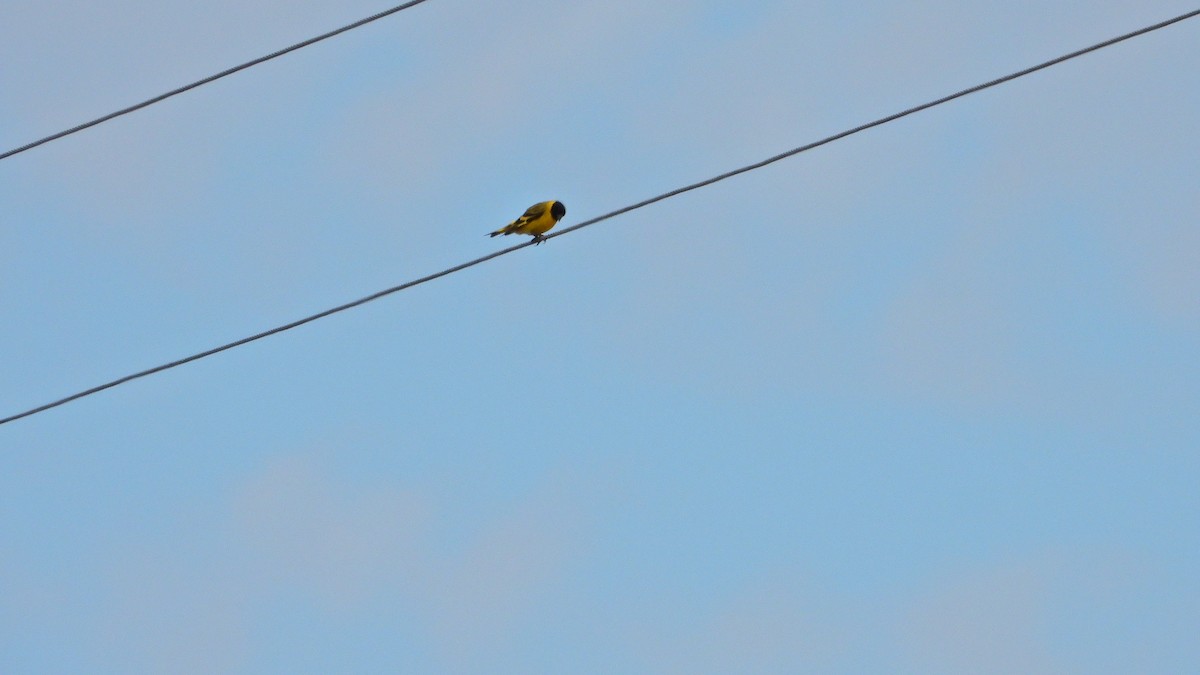 Magellanzeisig - ML646894556