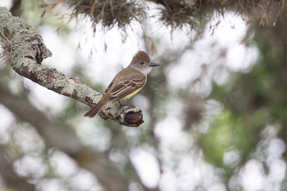 Myiarchus sp. - ML646894559