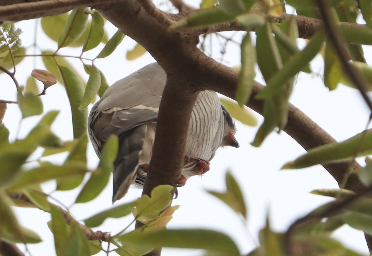 Gabar Goshawk - ML646894560