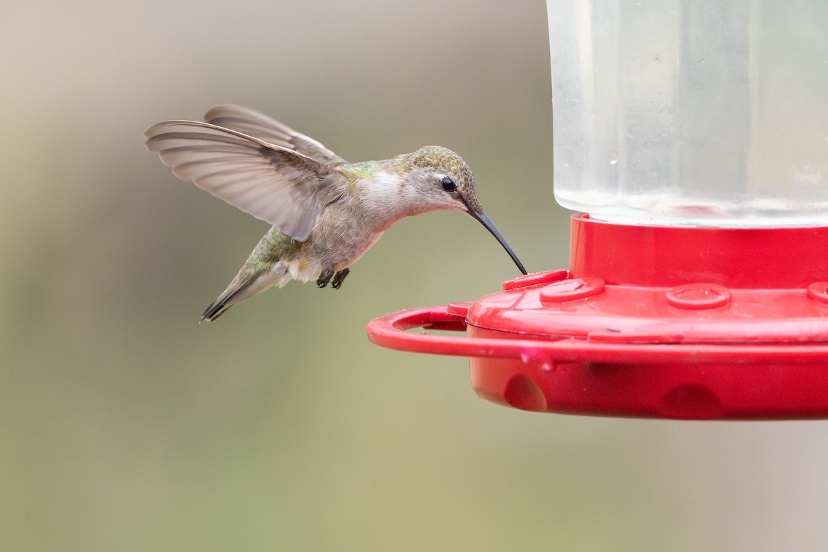 Ruby-throated/Black-chinned Hummingbird - ML646894562