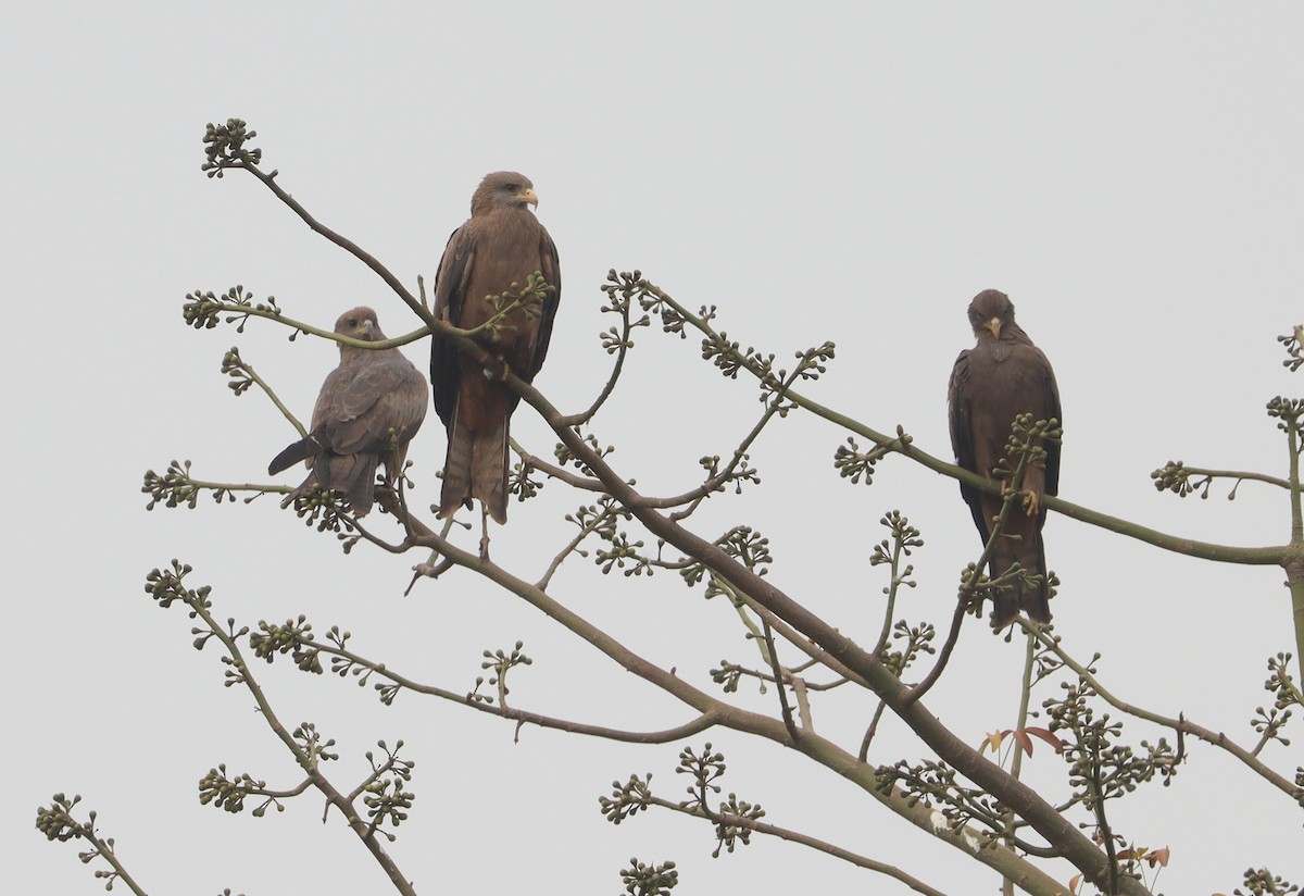 Black Kite - ML646894563