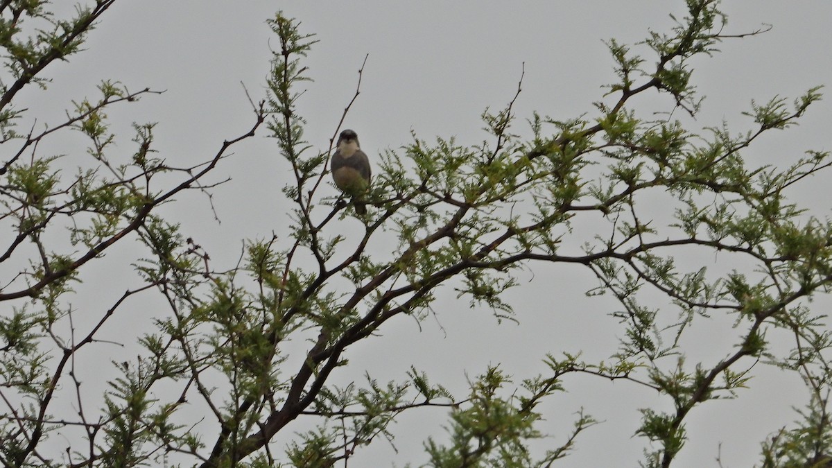 Diucaammertangare - ML646894564