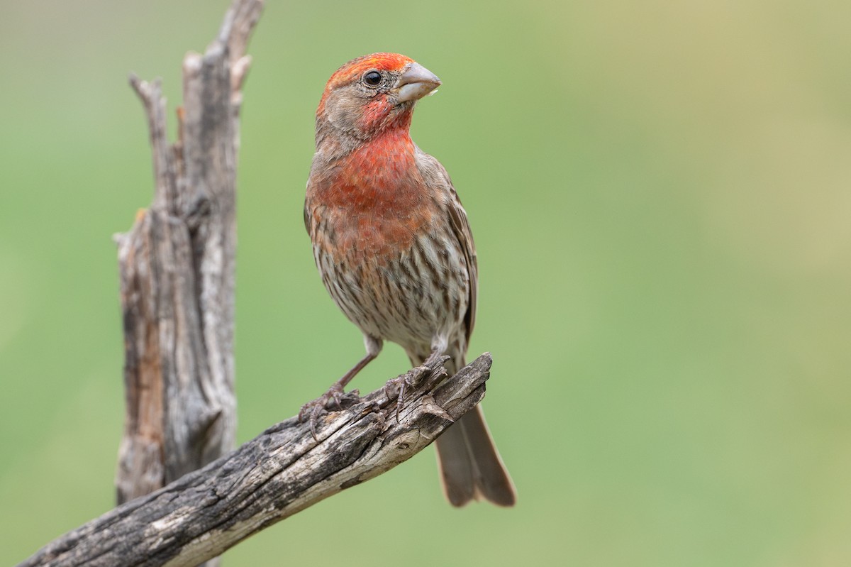 House Finch - ML646894565