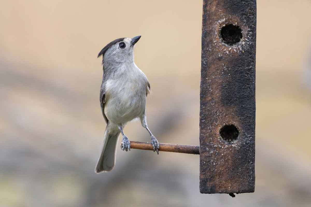 Black-crested Titmouse - ML646894567