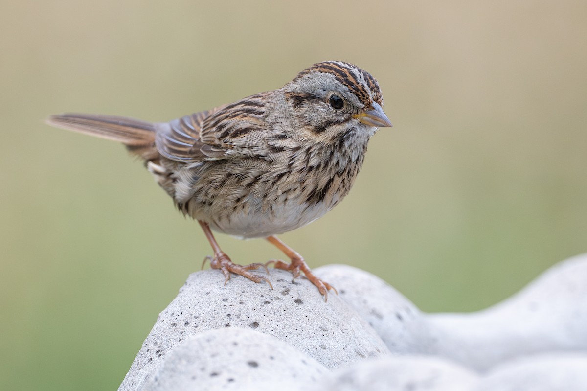 Lincoln's Sparrow - ML646894568
