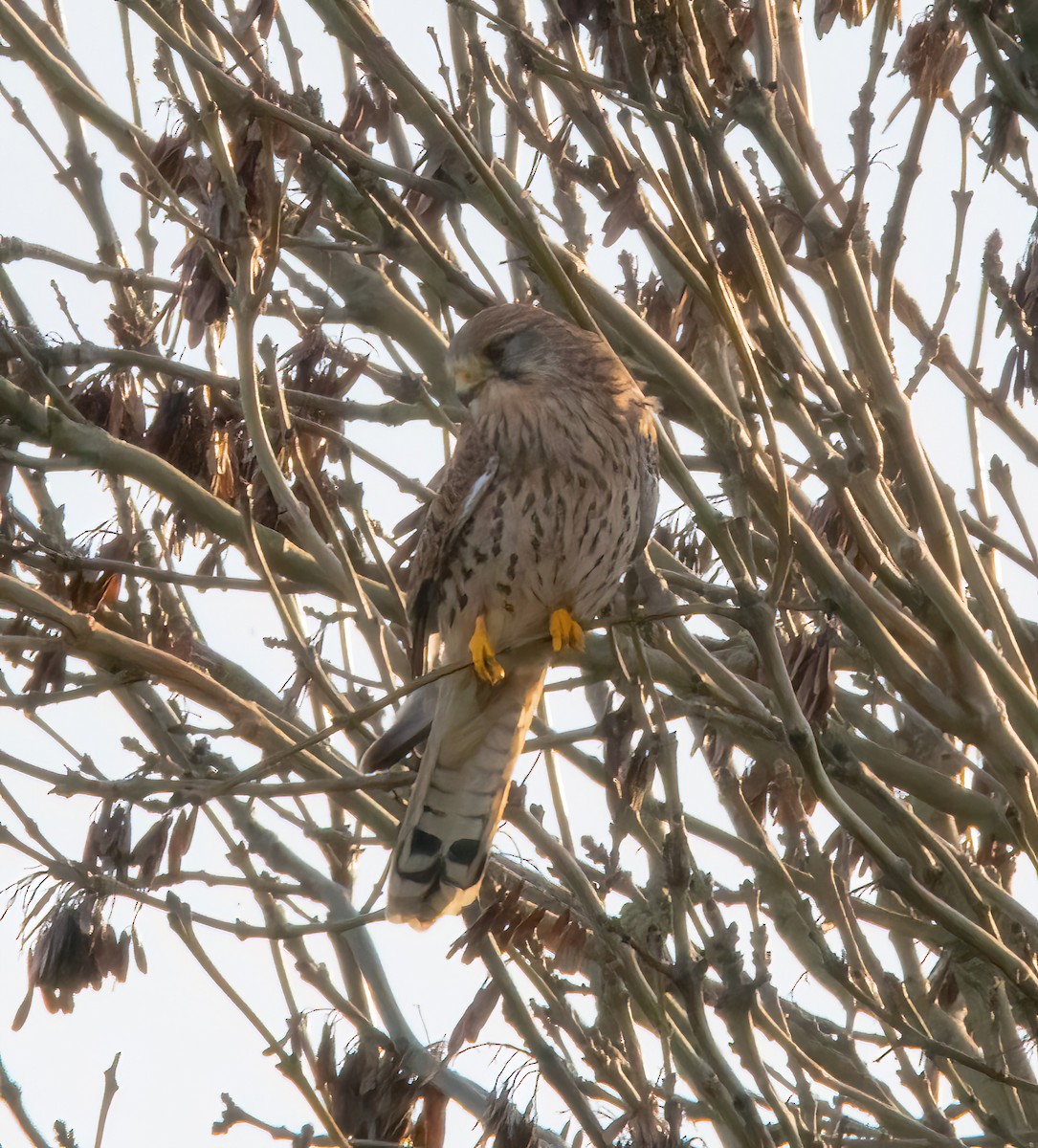 紅隼 - ML646894572