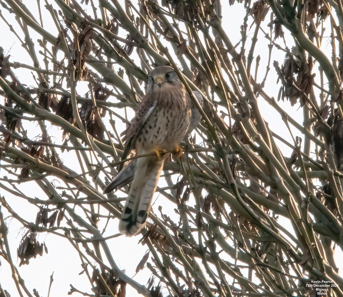 Turmfalke - ML646894574