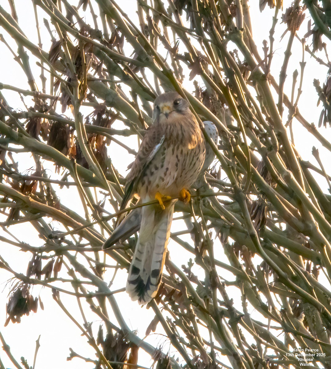 紅隼 - ML646894576