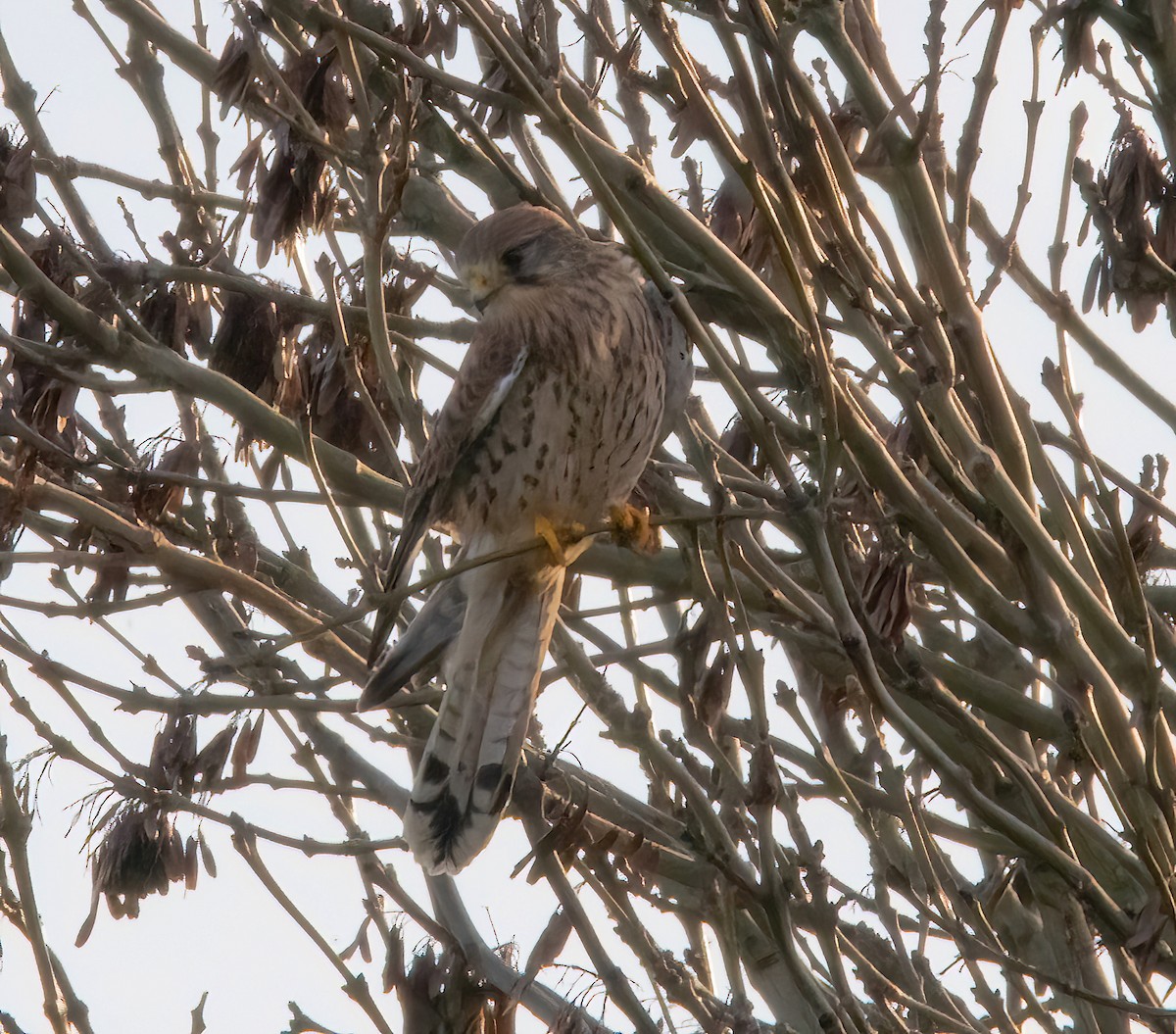 Turmfalke - ML646894577