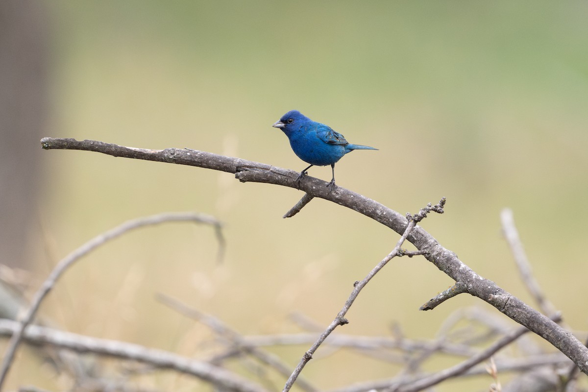 Indigo Bunting - ML646894578