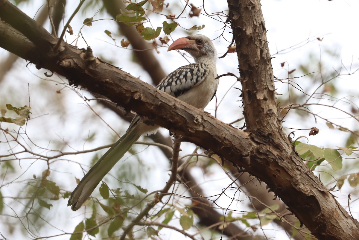 Northern Red-billed Hornbill - ML646894579