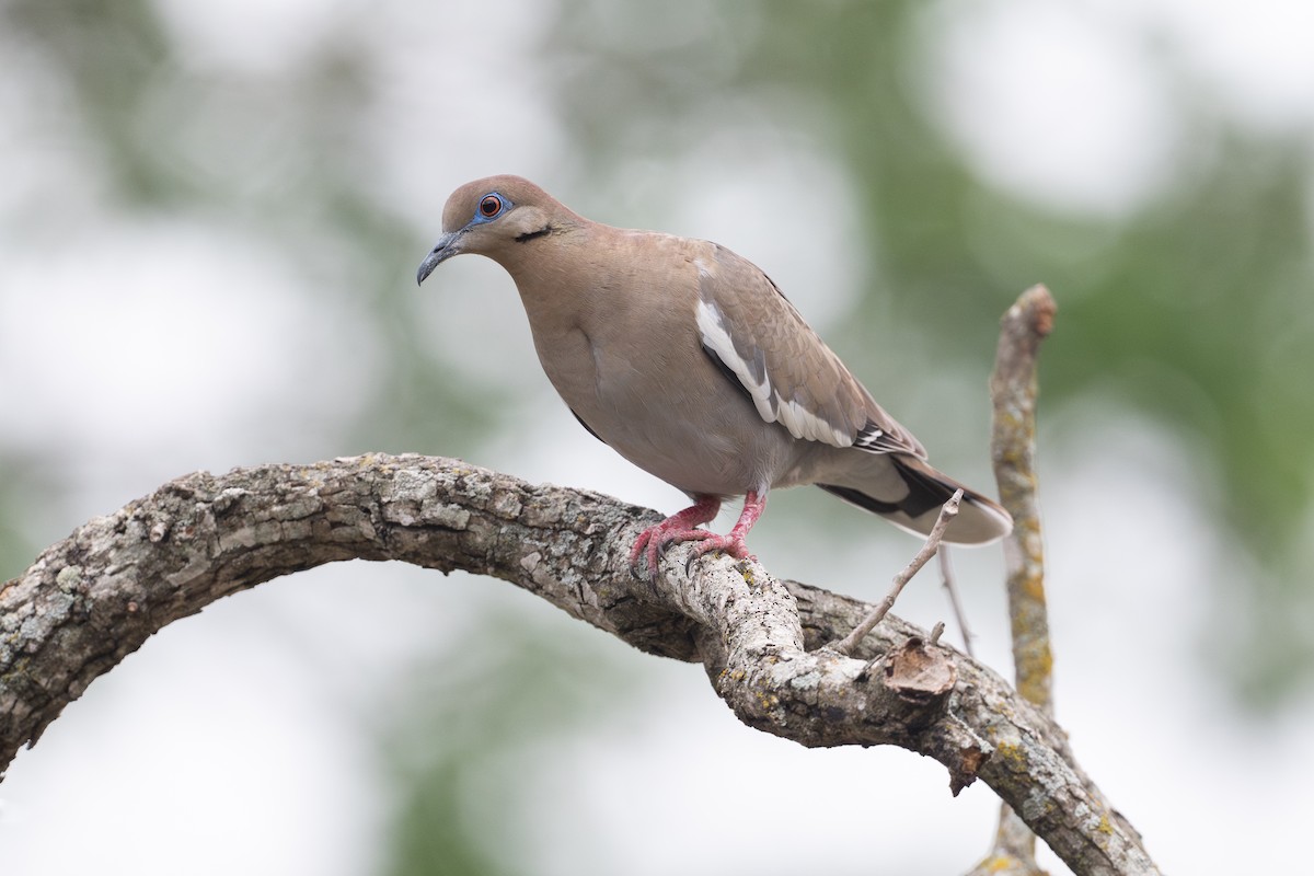 White-winged Dove - ML646894582