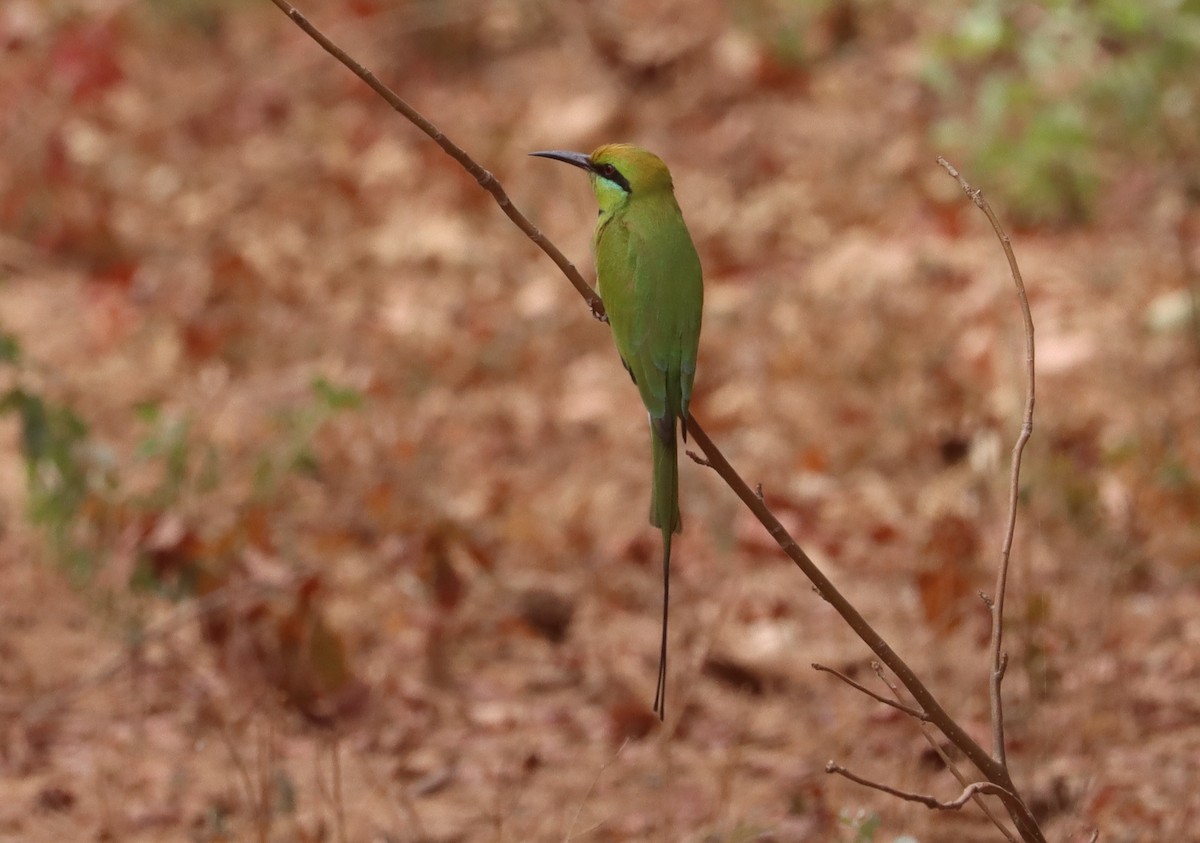 African Green Bee-eater - ML646894583