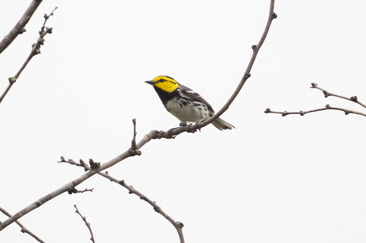 Golden-cheeked Warbler - ML646894584