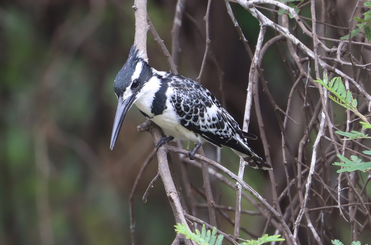 Pied Kingfisher - ML646894585