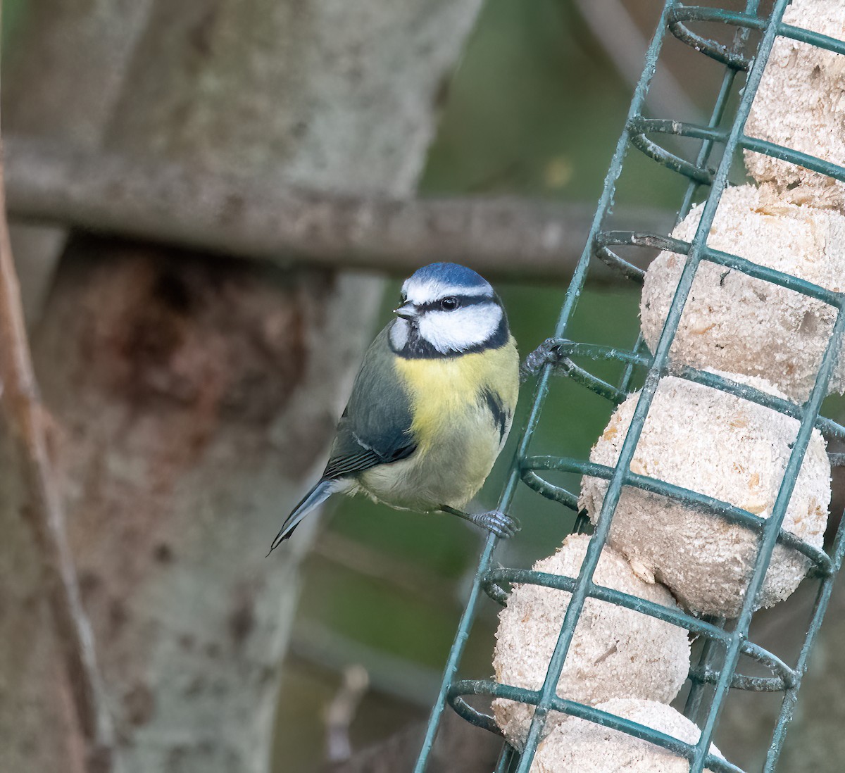 Лазоревка - ML646894586