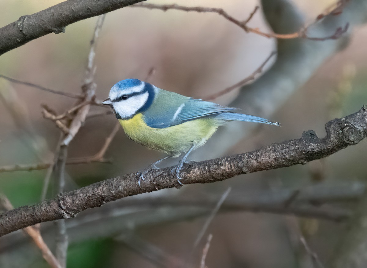 Лазоревка - ML646894587