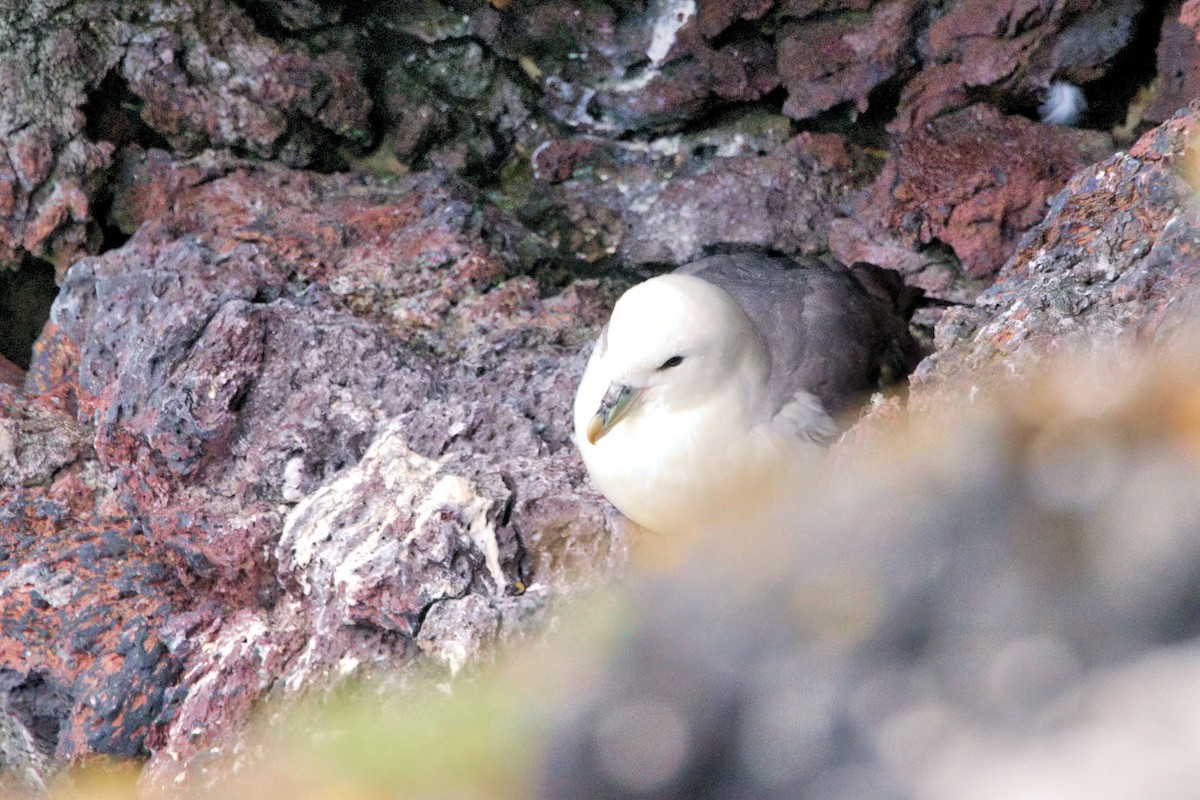 Буревісник кочівний - ML646894588