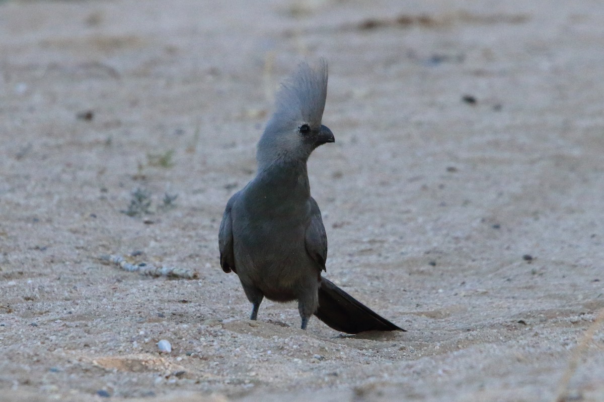 Touraco concolore - ML646894590