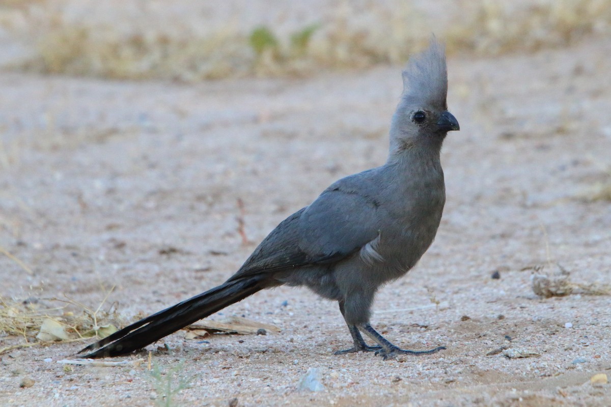 Touraco concolore - ML646894591