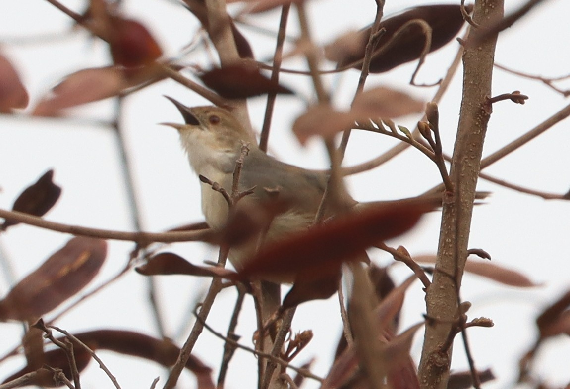 Singing Cisticola - ML646894596