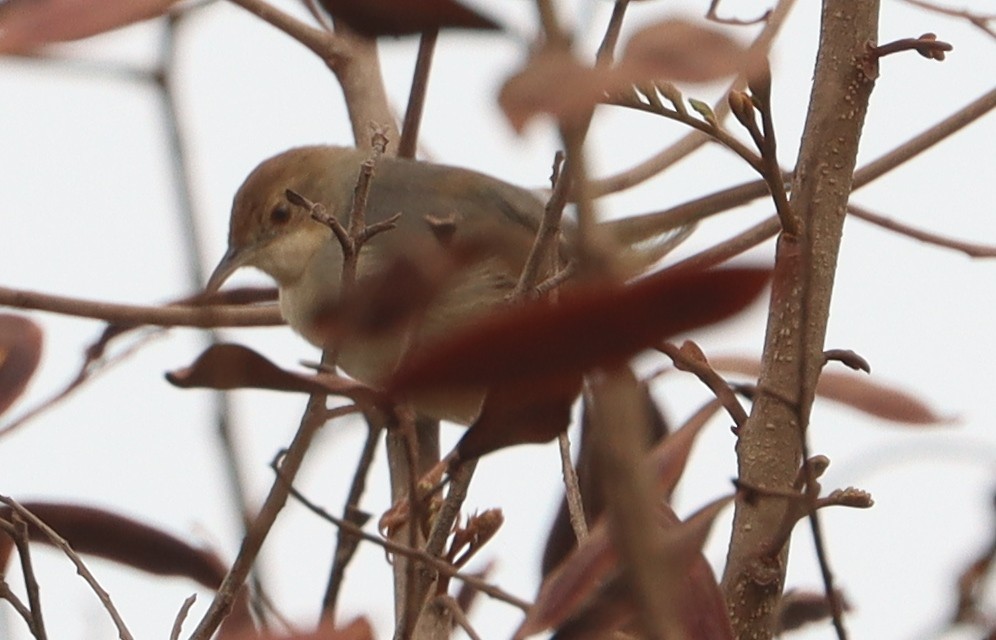 Singing Cisticola - ML646894597