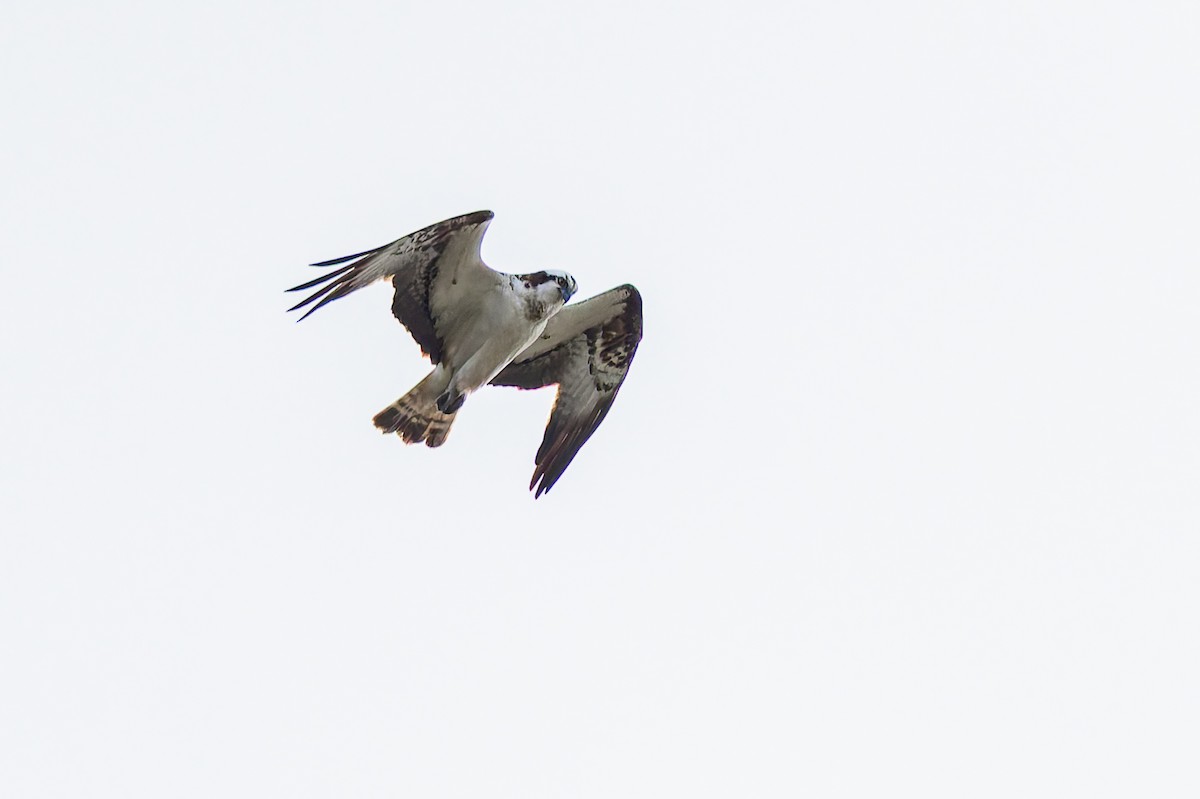 魚鷹 - ML646894598