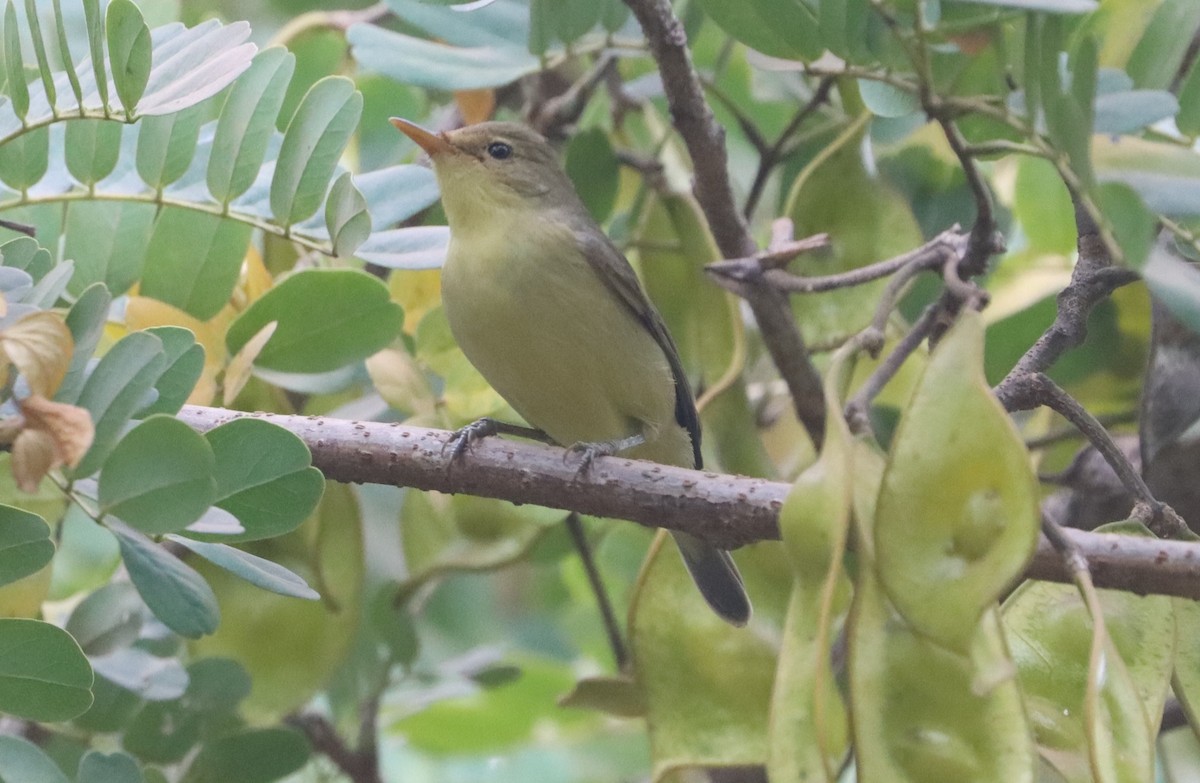 Melodious Warbler - ML646894599